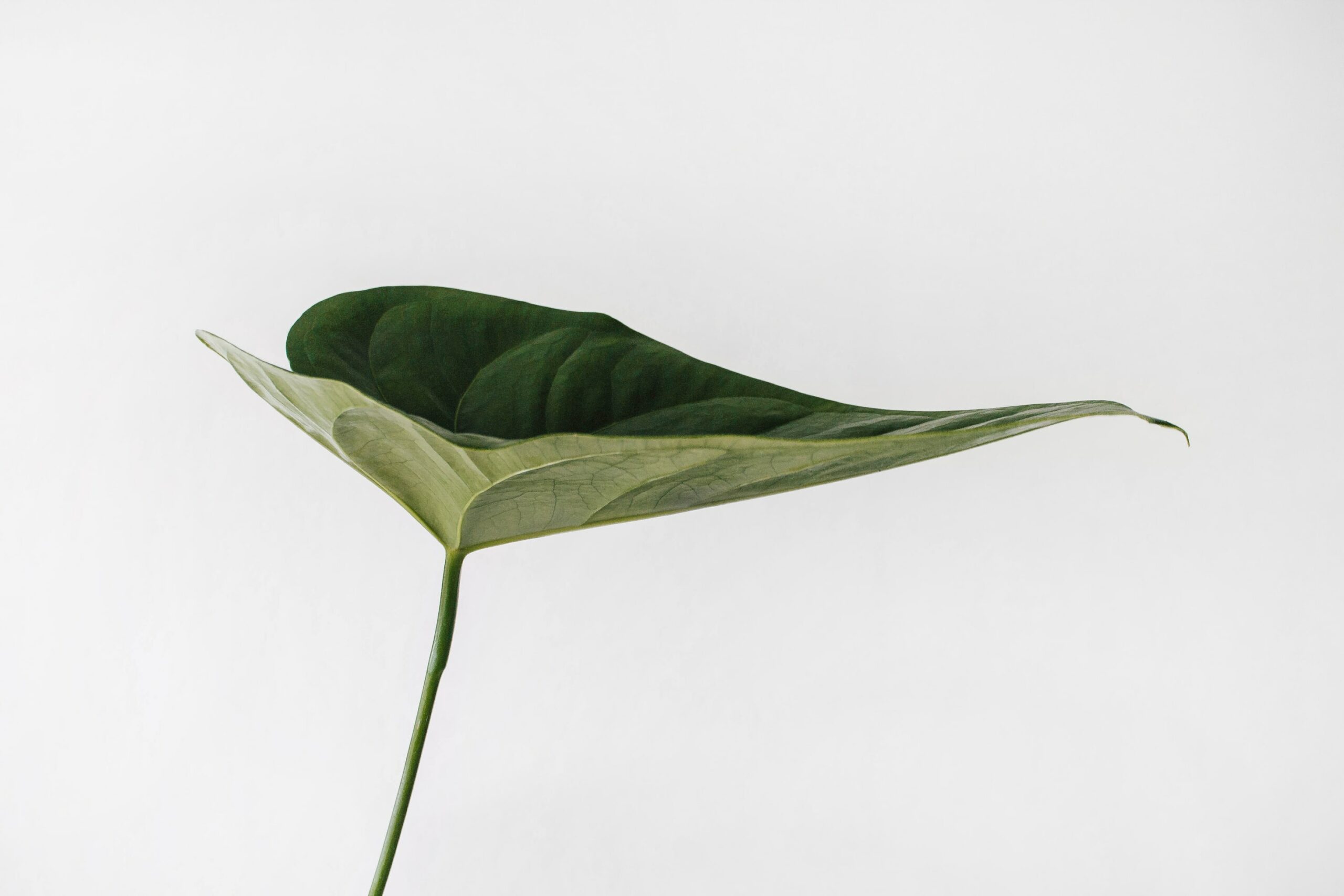 Hintergrundbild-Blatt Hintergrundbild Blatt
